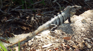 Omnipresent iguana.